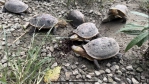 嘉義林區管理處觸口自然教育中心夏季森林職人營  探索奧秘的暑假冒險之旅  龜類收容場域收容逾700隻各類龜