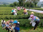 苗栗茶農鄧國光在福建開設茶廠打響東方美人茶名號