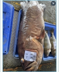 大石斑｜32公斤只是小老弟，成功漁港阿春水產，曾經捕獲100公斤大石斑！