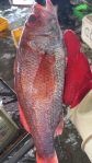 紅喉王｜重達近2台斤，臺東成功漁港捕獲，比近年最重的1台斤10兩，大出許多！