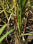 ​高溫多雨高雄農改場籲請農友加強水稻病蟲害防範