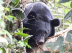 搶救黑熊｜黑熊中套索躲樹上，臺東紅石部落夫妻通報救援脫困！