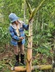 好大的竹筍｜壽豐青陽農園採收甜龍筍，一根根比人還高！