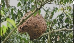 林業及自然保育署南投分署提醒山區活動注意虎頭蜂出沒