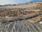 歡迎尋寶｜北濱海灘漂流木，11月底將移至化仁海堤旁空地！