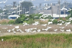 逾3千候鳥訪高雄茄萣濕地