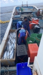 土魠｜一口2000公斤，臺東長濱田組定置漁場，今年單一口最多記錄！