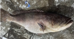 肥肥的野生大石斑｜長濱田組定置魚場今年以來捕獲最大尾，重達23公斤！