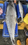 超級大土魠｜45公斤破，臺東成功漁港雙劍龍漁船捕獲，今年以來最大尾，打破近年最重33公斤的記錄！