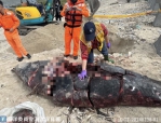 分屍案｜綠島稀有鯨豚遭割肉，海保署緝兇！