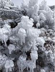 冰世界｜植物結冰，嘉明湖冰凍得出奇美！