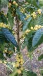 波旁咖啡｜橘色的果實，與一般常見的綠色、紅色不同，業餘園藝專家趙慶成引進花蓮光復！
