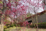 大葉大學校園櫻花盛開。（照片大葉提供）
