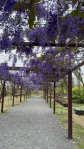 永靖成美文化園區，推出「成美花季，粉紫共舞」一系列活動。（照片成美提供）