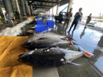 太平洋黑鮪魚｜無須急於拋售，6/12日零時起停止捕撈，之前捕獲並通報者，依然可以買賣！