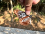 澎管處辦冬季生態旅遊-亞洲東岸青斑蝶生態奇幻之旅及知識講座   歡迎踴躍報名參加!