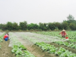 中度颱風「康芮」即將襲台，中區農改場呼籲農友做好作物防颱準備。（照片農改場提供）