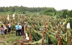 雲林農作物不敵康芮12級強風大雨蹂躪災損嚴重 縣政府呼籲中央公告雲林「全品項、免現勘」現金救助地區！