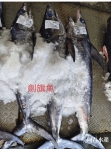《東台灣美食篇》進入盛產期｜旗魚種類有哪幾種？