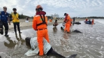 屏東驚傳小虎鯨集體擱淺4隻死亡另7隻海保署全力搶救野放大海