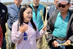 雲林蒜頭結球瘦小農民欲哭無淚！ 立委張嘉郡、丁學忠赴土庫會勘 籲農業部啟動補償機制