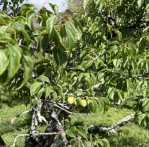 高雄青梅農損救助3月19日起受理申請