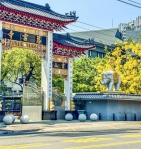高雄楠梓慈雲寺阿勃勒盛開民眾朝聖瞬間以為在日本