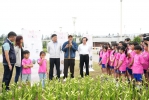 初夏百合花祭登場　潔白花海妝點菊島風貌  歡迎鄉親及遊客把握花期，前往國際廣場、民族路沿路、史蹟公園及中華電信旁郵電公園等地走訪賞花、拍照留念。林務所也提醒民眾，百合花培育不易，賞花之餘請勿任意採摘或踐踏花草，共同維護優美環境與景觀品質。
