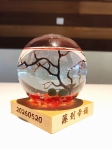 愛在蘭陽520結婚登記送好禮 「藻」到幸福200份送完為止
