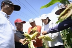 雲林玉米受雨災嚴重！ 立委張嘉郡籲農民儘速通報 以利啟動天災救助