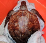 1死1獲救|2隻海龜擱淺蘭嶼虎頭坡岸際,海巡即刻救援!