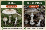 高市一家三口誤食路邊野菇中毒